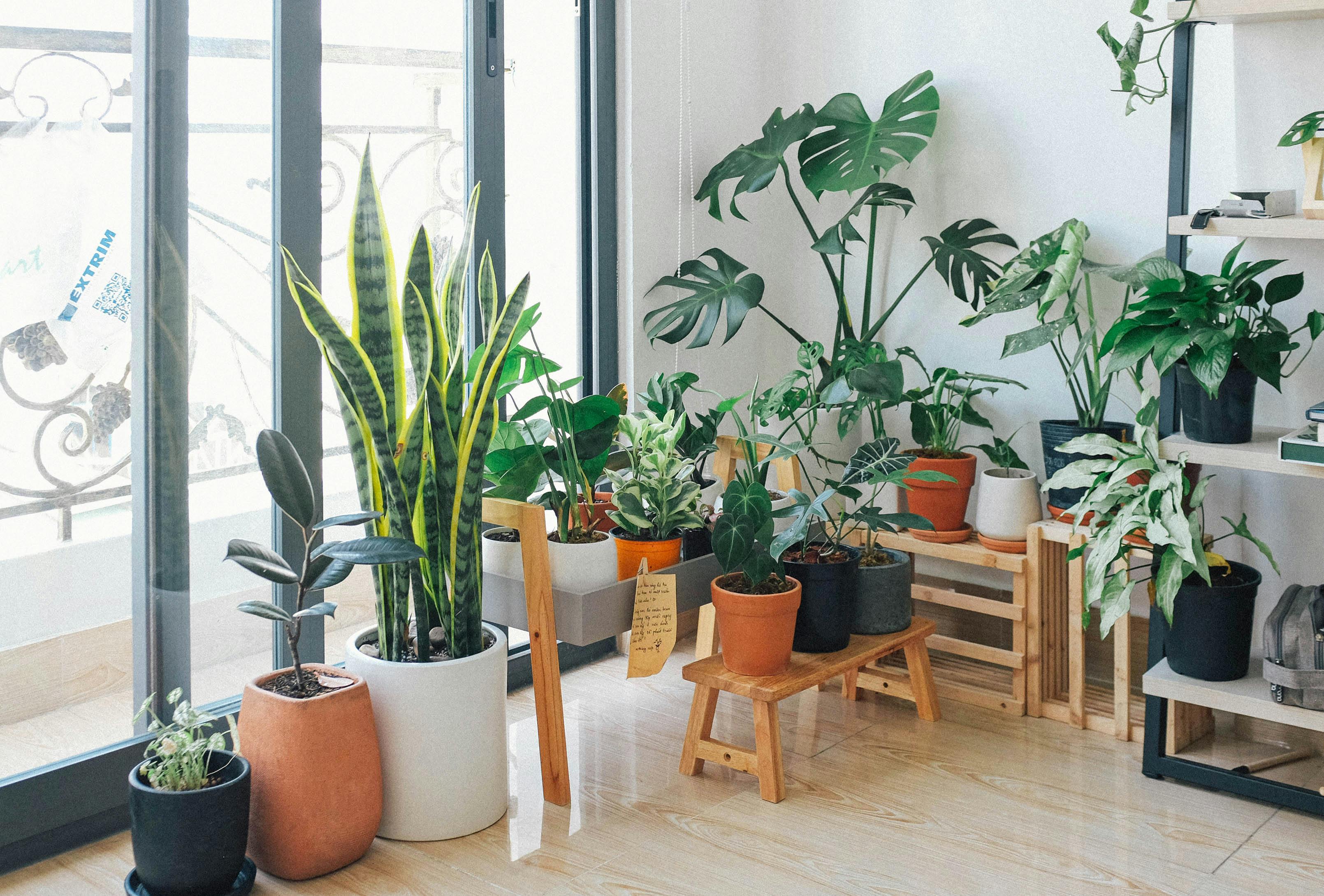 Indoor plants in decorative pots